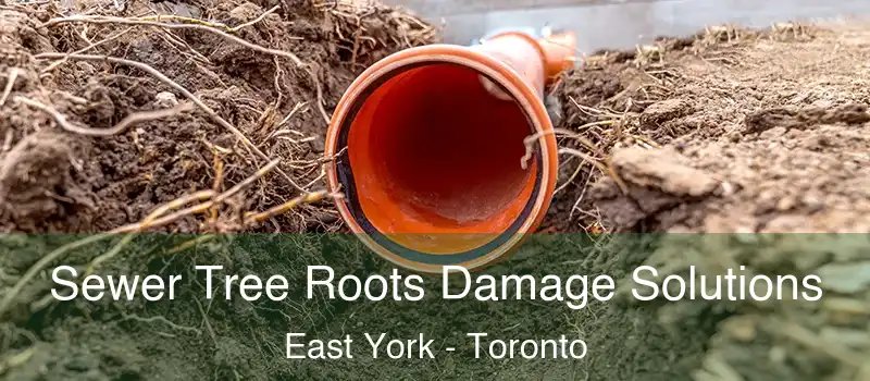 Sewer Tree Roots Damage Solutions East York - Toronto